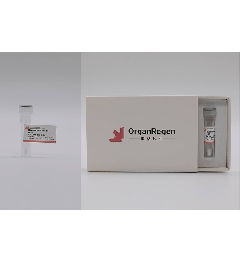 Recombinant Human HGF