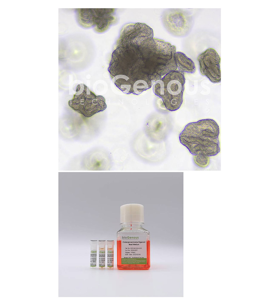 Cholangiocarcinoma Organoid Kit肝内胆管癌