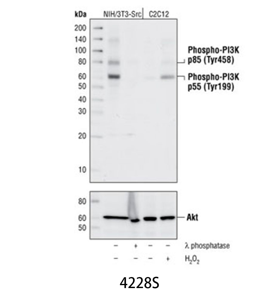 Phospho-PI3 Kinase p85 (Tyr458)/p55 (Tyr199) Antibody