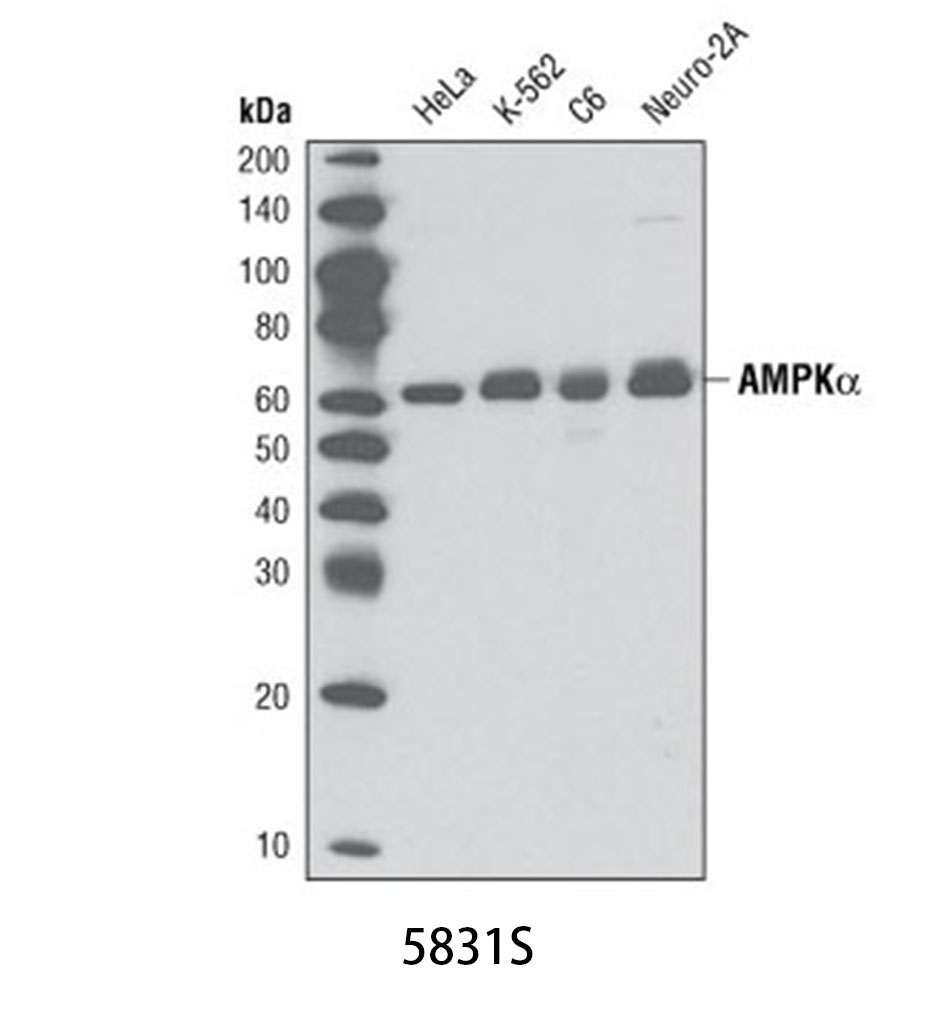 AMPKα (D5A2) Rabbit mAb