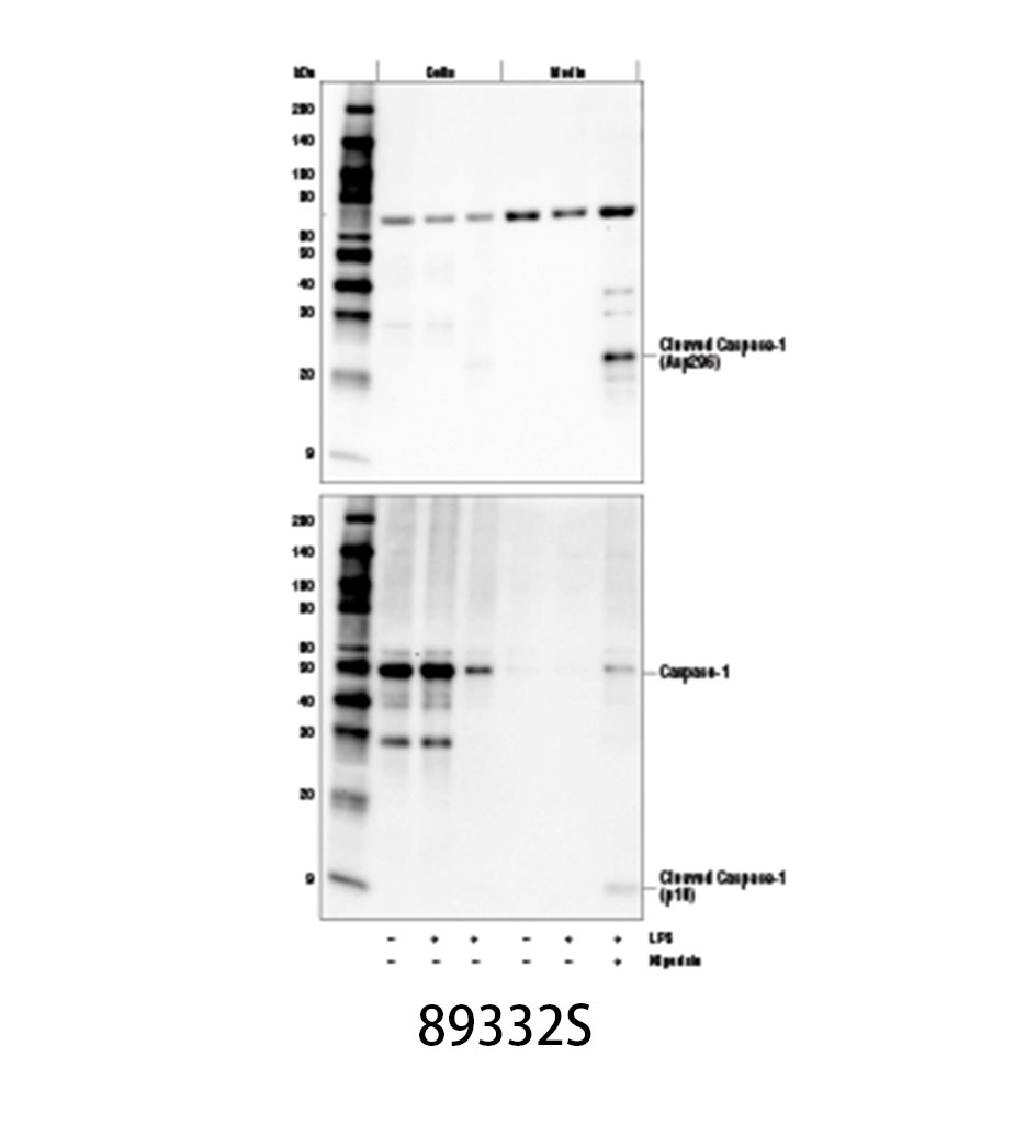 Cleaved Caspase-1 (Asp296) (E2G2I) Rabbit mAb