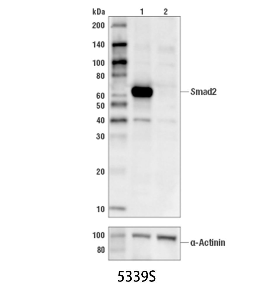 Smad2 (D43B4) XP Rabbit mAb