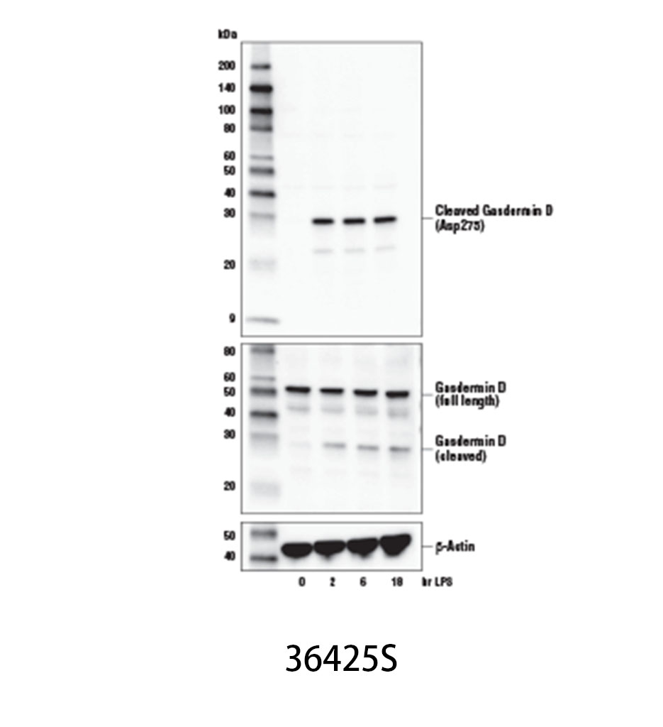 Cleaved Gasdermin D (Asp275) (E7H9G) Rabbit mAb