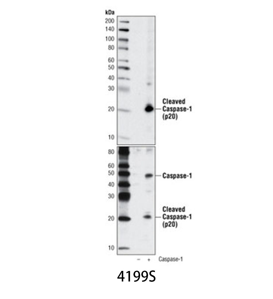 Cleaved Caspase-1 (Asp297) (D57A2) Rabbit mAb