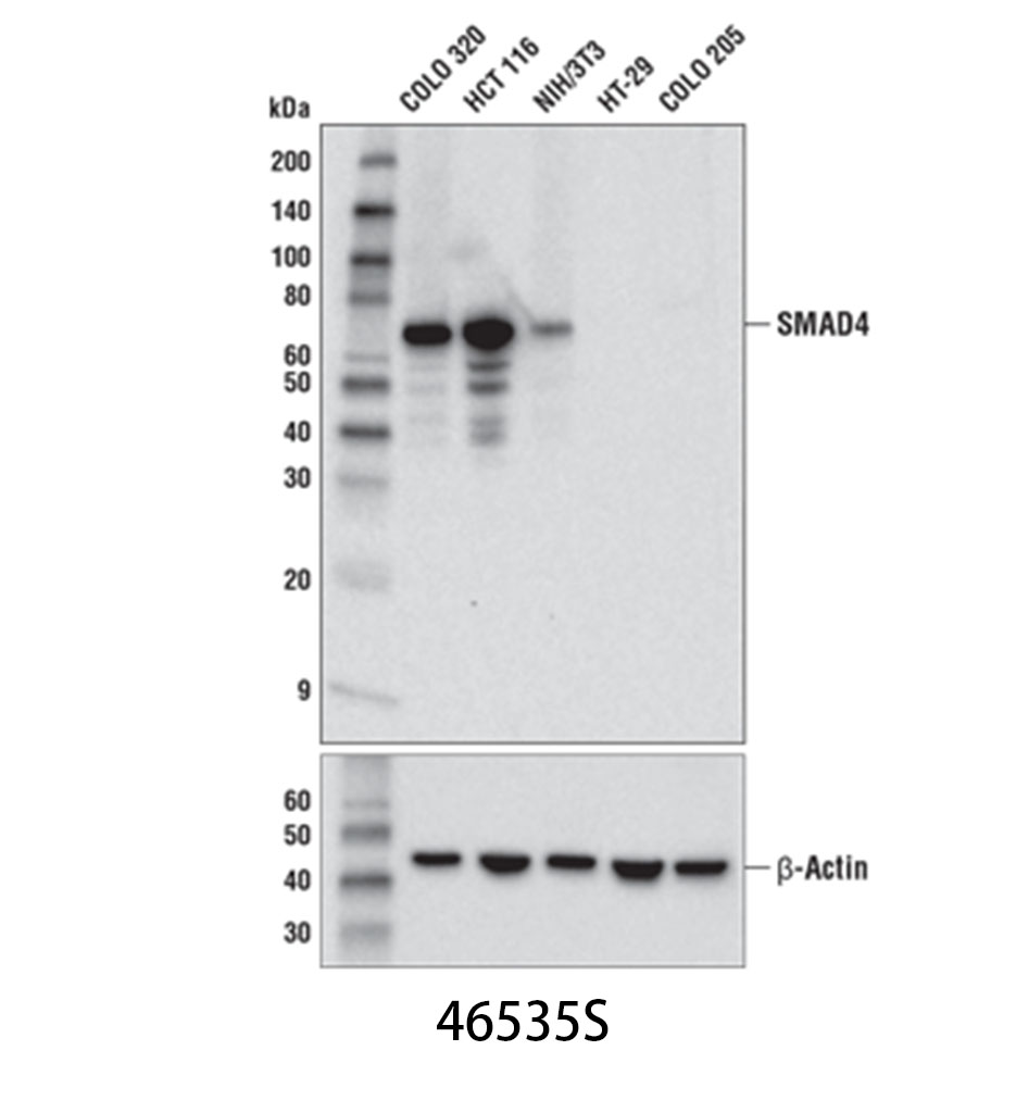SMAD4 (D3R4N) XP Rabbit mAb