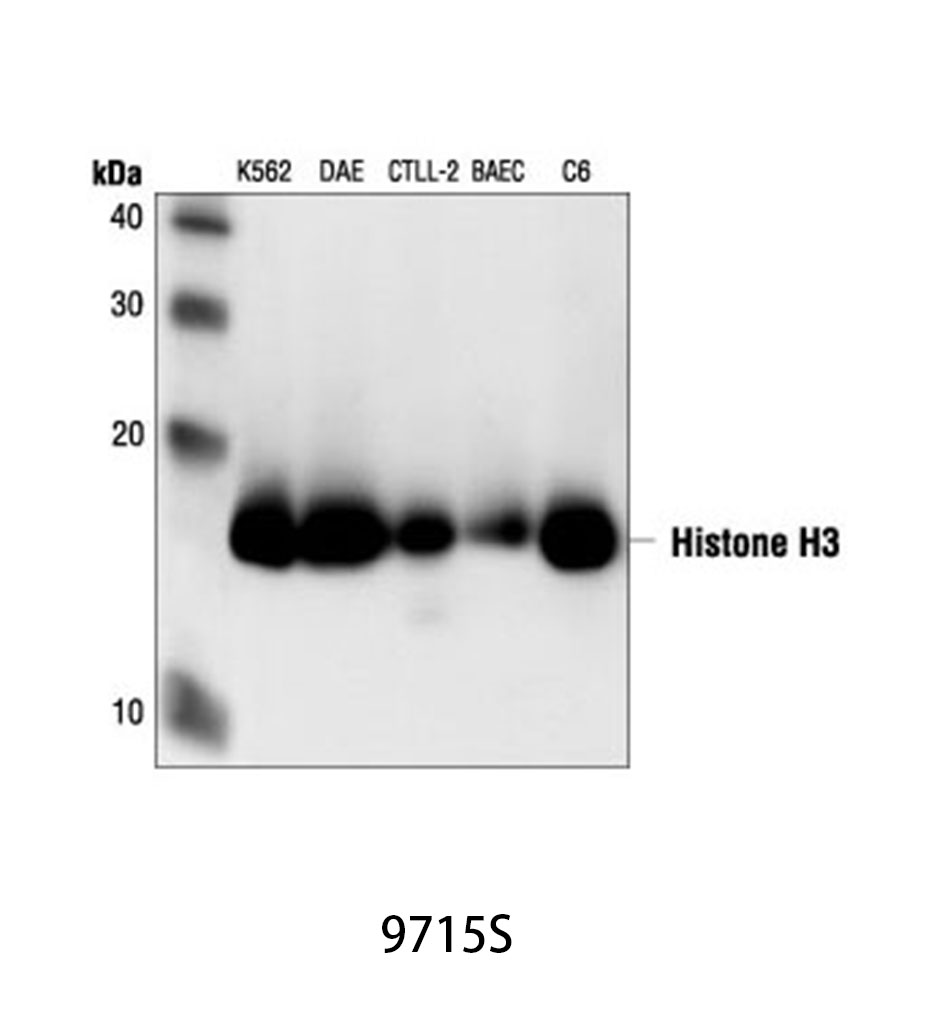 Histone H3 Antibody
