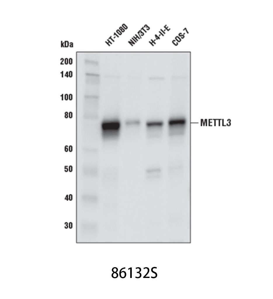 METTL3 (E3F2A) Rabbit mAb