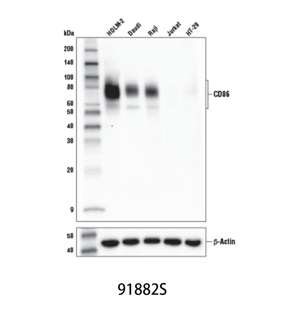 CD86 (E2G8P) Rabbit mAb