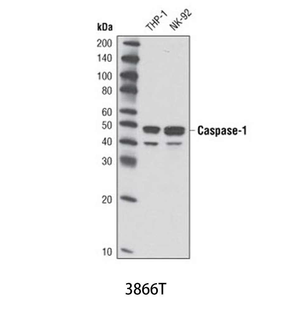 Caspase-1 (D7F10) Rabbit mAb