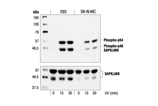 Phospho-SAPK/JNK (Thr183/Tyr185) Antibody