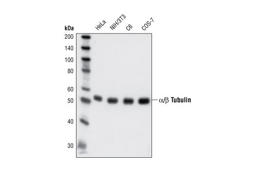 α/β-Tubulin Antibody
