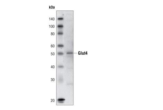 Glut4 (1F8) Mouse mAb