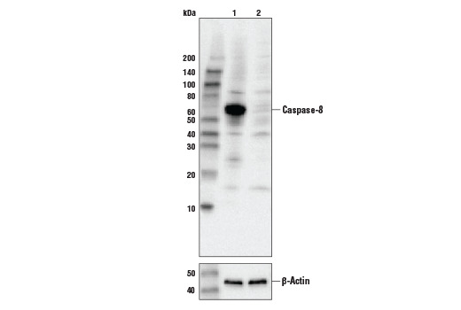 Caspase-8 (D35G2) Rabbit mAb