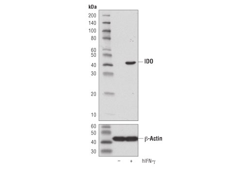 IDO (D5J4E) Rabbit mAb