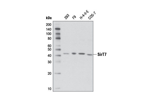 SirT7 (D3K5A) Rabbit mAb