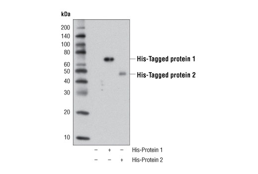 His-Tag (D3I1O) XP Rabbit mAb