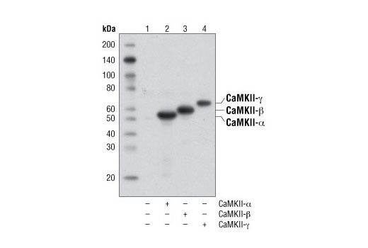 CaMKII (pan) (D11A10) Rabbit mAb