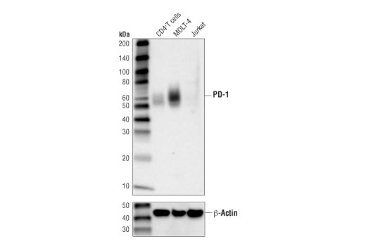 PD-1 (D4W2J) XP Rabbit mAb