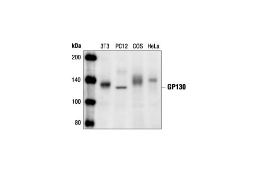 GP130 Antibody