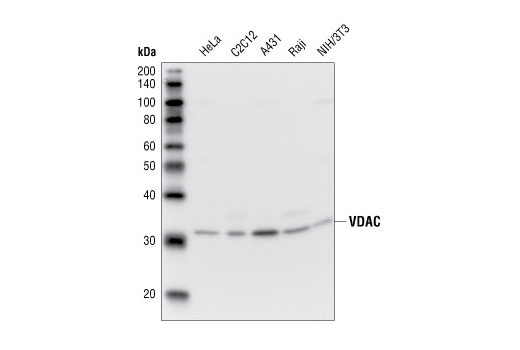 VDAC Antibody