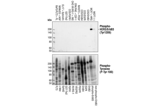 Phospho-HER3/ErbB3 (Tyr1289) (21D3) Rabbit mAb