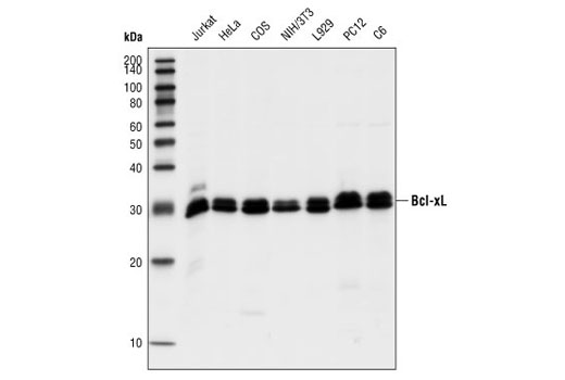 Pro-Survival Bcl-2 Family Antibody Sampler Kit