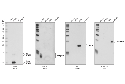 NEDD8 (19E3) Rabbit mAb
