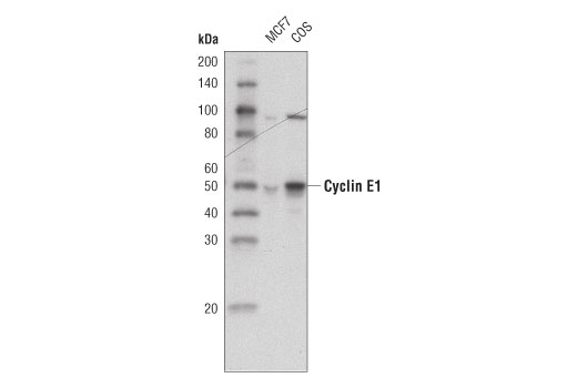 Cyclin E1 (HE12) Mouse mAb