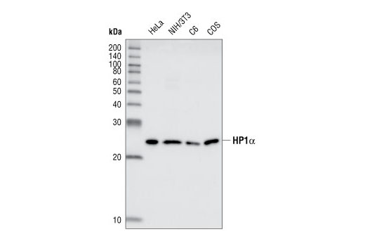 HP1α Antibody