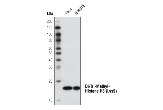 Di/Tri-Methyl-Histone H3 (Lys9) (6F12) Mouse mAb