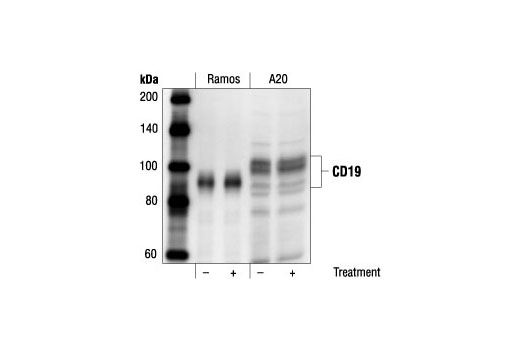 CD19 Antibody