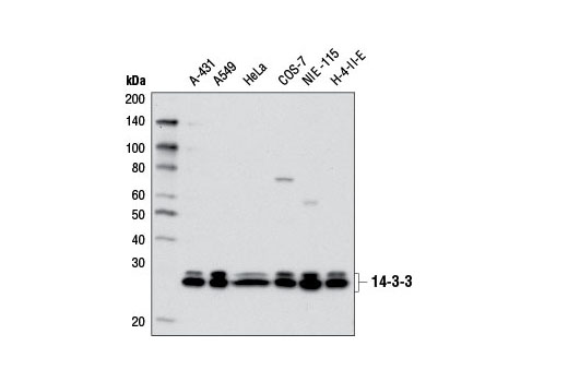 14-3-3 (pan) Antibody