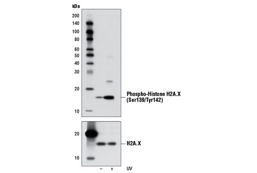Phospho-Histone H2A.X (Ser139/Tyr142) Antibody