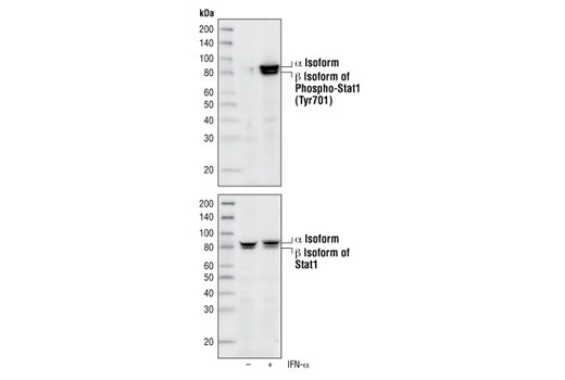 Phospho-Stat1 (Tyr701) (58D6) Rabbit mAb