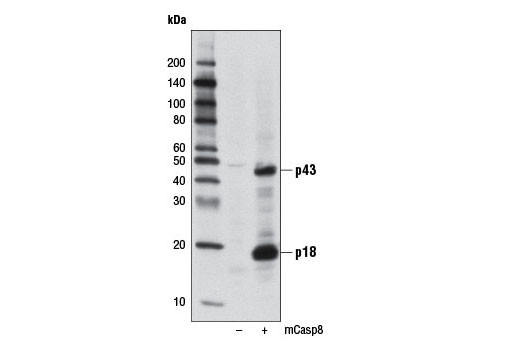 Cleaved Caspase-8 (Asp387) (D5B2) XP Rabbit mAb (Mouse Specific)