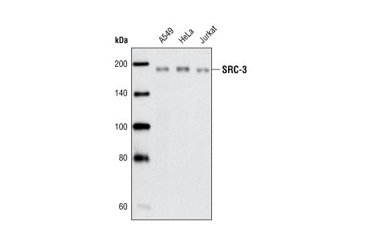 SRC-3 (5E11) Rabbit mAb
