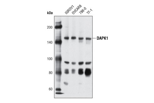 DAPK1 Antibody