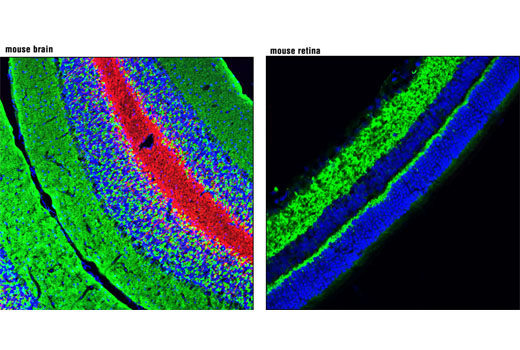 Synaptophysin (7H12) Mouse mAb (IF Formulated)