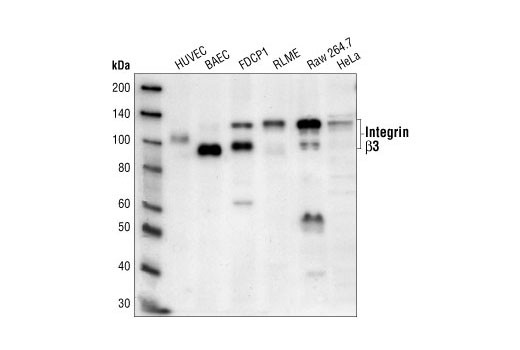 Integrin β3 Antibody