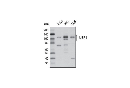 USP1 (D37B4) Rabbit mAb