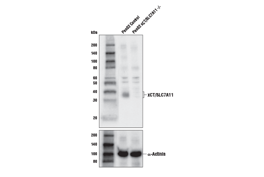 xCT/SLC7A11 Antibody