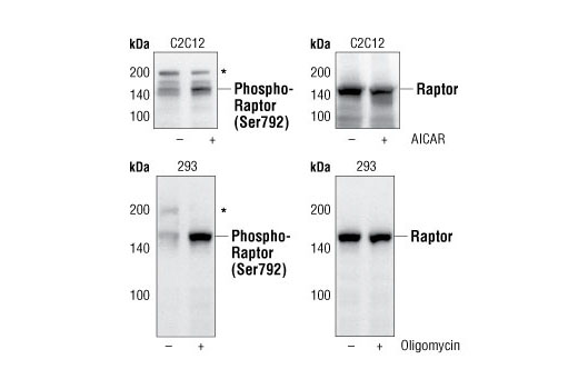 Phospho-Raptor (Ser792) Antibody