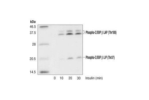 Phospho-C/EBPβ (Thr235) Antibody