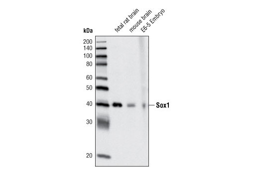 Sox1 Antibody