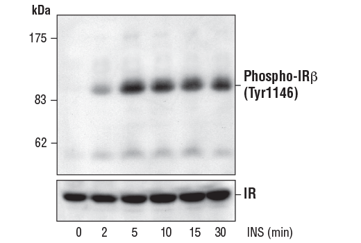 Phospho-IGF-I Receptor β (Tyr1131)/Insulin Receptor β (Tyr1146) Antibody