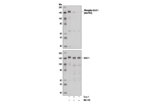 Phospho-ULK1 (Ser757) Antibody