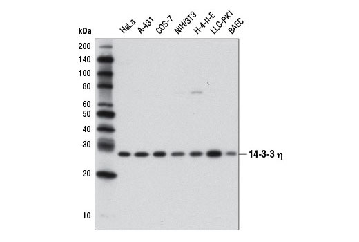 14-3-3 Family Antibody Sampler Kit