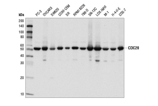 CDC20 (D6C2Q) Rabbit mAb