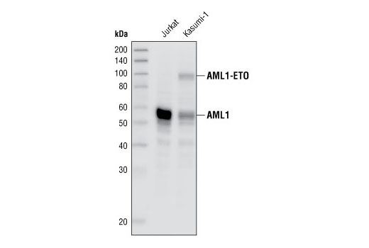 AML1 Antibody