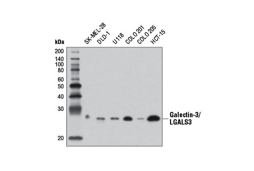 Galectin-3/LGALS3 Antibody